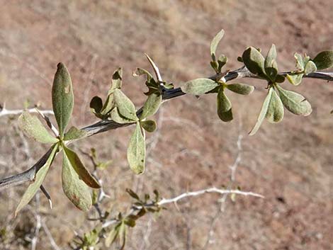 Peach Thorn (Lycium cooperi)