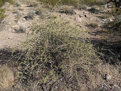 Peach Thorn (Lycium cooperi)