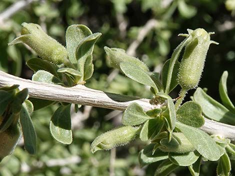 Peach Thorn (Lycium cooperi)