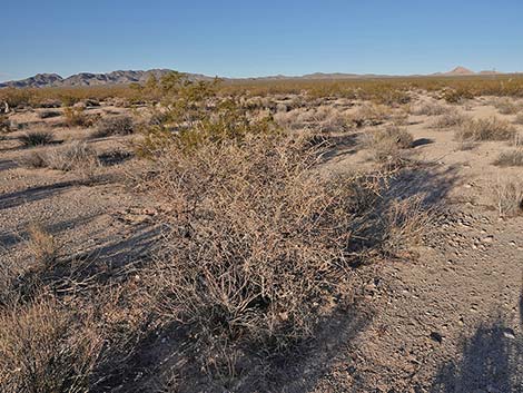 Peach Thorn (Lycium cooperi)