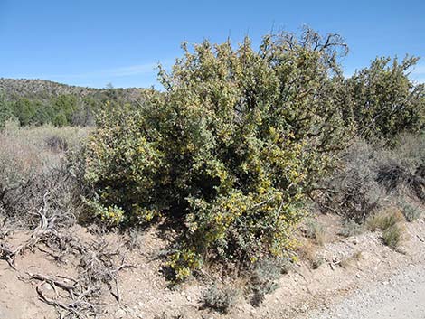 Fremont's Mahonia (Mahonia fremontii)