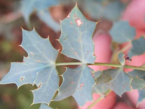 Fremont's Mahonia (Mahonia fremontii)