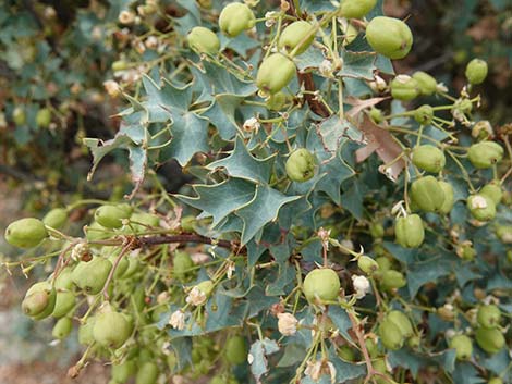 Fremont's Mahonia (Mahonia fremontii)