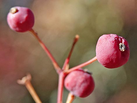 Fremont's Mahonia (Mahonia fremontii)