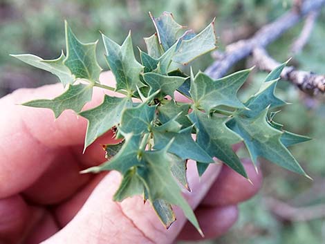 Fremont's Mahonia (Mahonia fremontii)