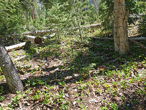 Creeping Barberry (Mahonia repens)