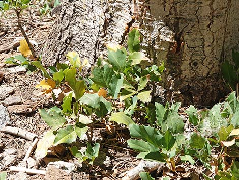 Creeping Barberry (Mahonia repens)