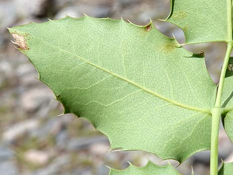 Creeping Barberry (Mahonia repens)