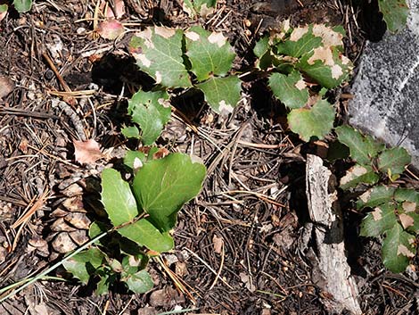 Creeping Barberry (Mahonia repens)