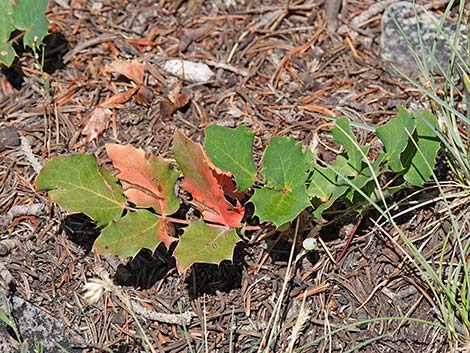 Creeping Barberry (Mahonia repens)