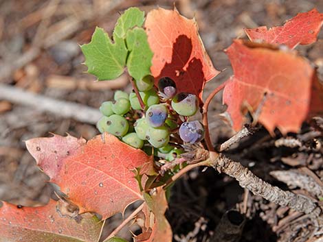 Creeping Barberry (Mahonia repens)