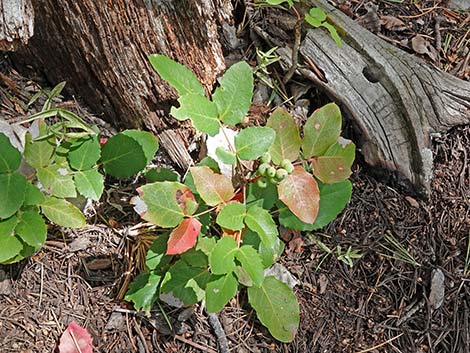 Creeping Barberry (Mahonia repens)