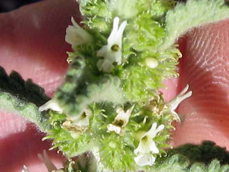 Horehound (Marrubium vulgare)