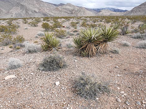 Spiny Menodora (Menodora spinescens)