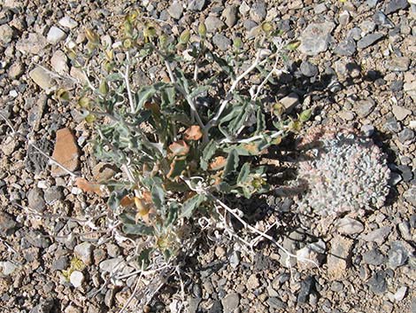 Polished Blazingstar (Mentzelia polita)