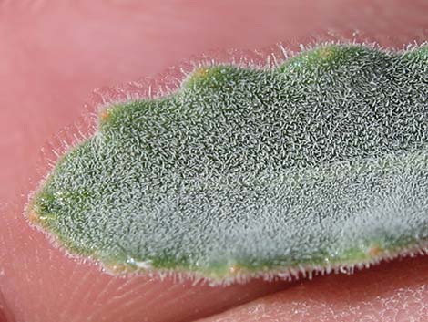 Polished Blazingstar (Mentzelia polita)