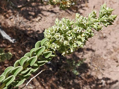 Sandpaper Bush (Mortonia utahensis)