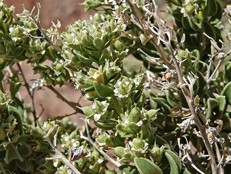 Sandpaper Bush (Mortonia utahensis)