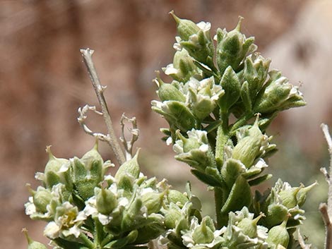 Sandpaper Bush (Mortonia utahensis)