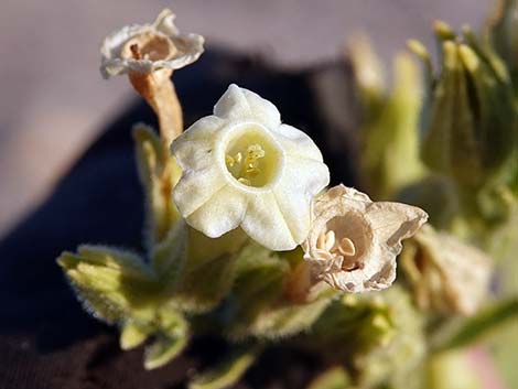 Desert Tobacco (Nicotiana obtusifolia)