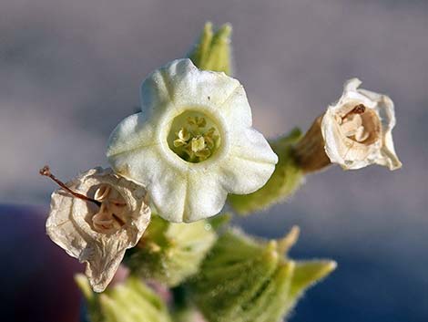 Desert Tobacco (Nicotiana obtusifolia)