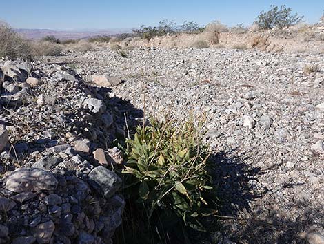 Desert Tobacco (Nicotiana obtusifolia)