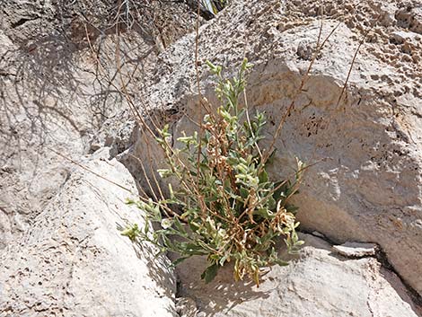 Desert Tobacco (Nicotiana obtusifolia)