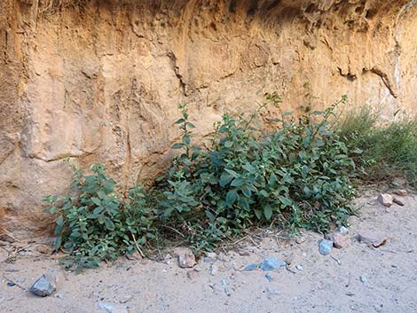 Desert Tobacco (Nicotiana obtusifolia)