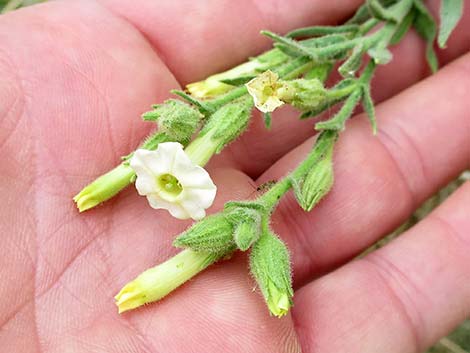 Desert Tobacco (Nicotiana obtusifolia)