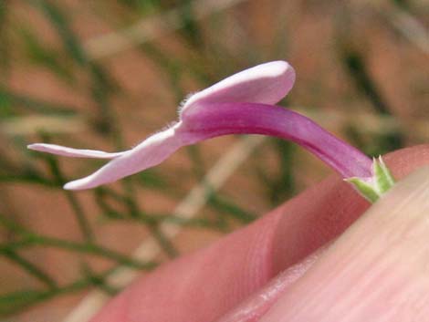 Gilia Beardtongue (Penstemon ambiguus)