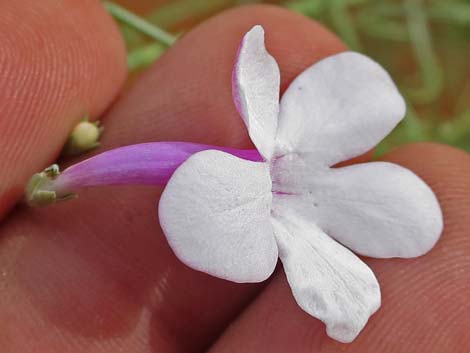 Gilia Beardtongue (Penstemon ambiguus)