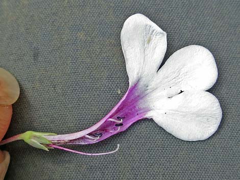 Gilia Beardtongue (Penstemon ambiguus)