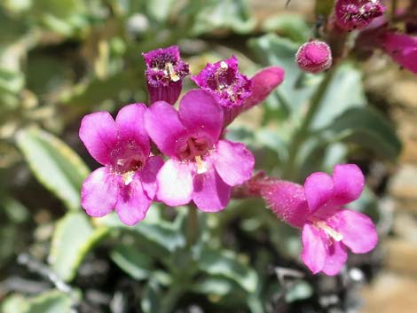 Petiolate Beardtongue (Penstemon petiolatus)