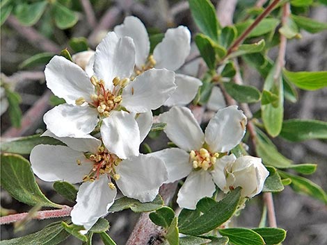 Wild Crab Apple (Peraphyllum ramosissimum)