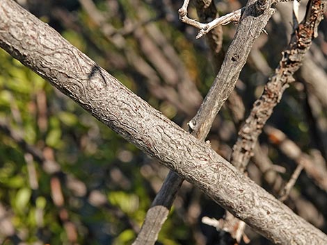 Wild Crab Apple (Peraphyllum ramosissimum)