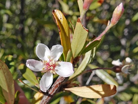 Wild Crab Apple (Peraphyllum ramosissimum)