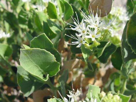 Shinyleaf Sandpaper Plant (Petalonyx nitidus)