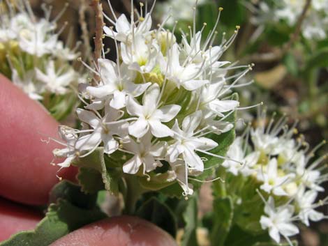 Shinyleaf Sandpaper Plant (Petalonyx nitidus)