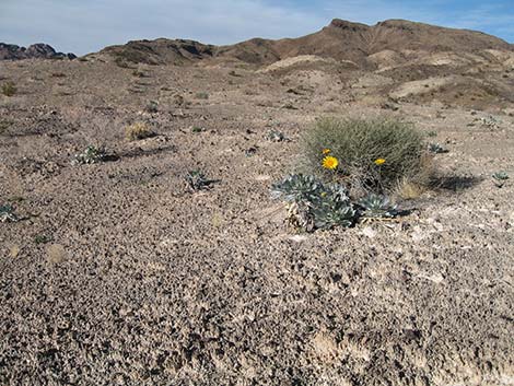 Parry's Sandpaper Plant (Petalonyx parryi)