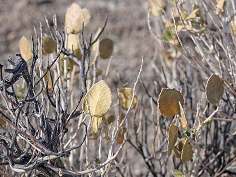 Parry's Sandpaper Plant (Petalonyx parryi)