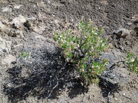 Parry's Sandpaper Plant (Petalonyx parryi)