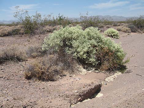 Thurber's Sandpaper Plant (Petalonyx thurberi)