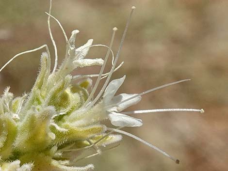 Thurber's Sandpaper Plant (Petalonyx thurberi)