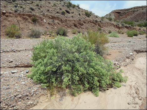 Thurber's Sandpaper Plant (Petalonyx thurberi)