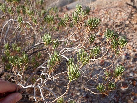 Schott's Pygmycedar (Peucephyllum schottii)