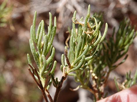 Schott's Pygmycedar (Peucephyllum schottii)