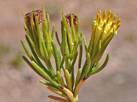 Schott's Pygmycedar (Peucephyllum schottii)