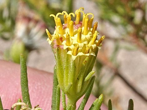 Schott's Pygmycedar (Peucephyllum schottii)