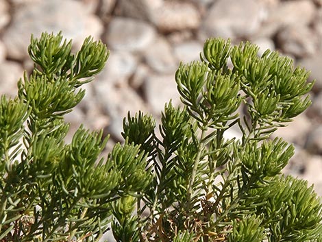 Schott's Pygmycedar (Peucephyllum schottii)