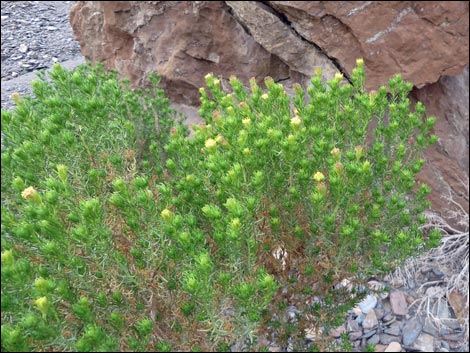 Schott's Pygmycedar (Peucephyllum schottii)